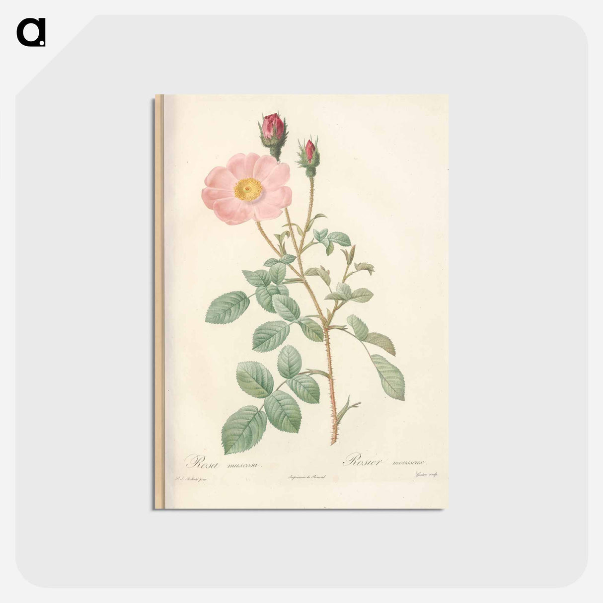 アートポストカード-Rose illustration - ピエール ジョゼフ ルドゥーテ Postcard.