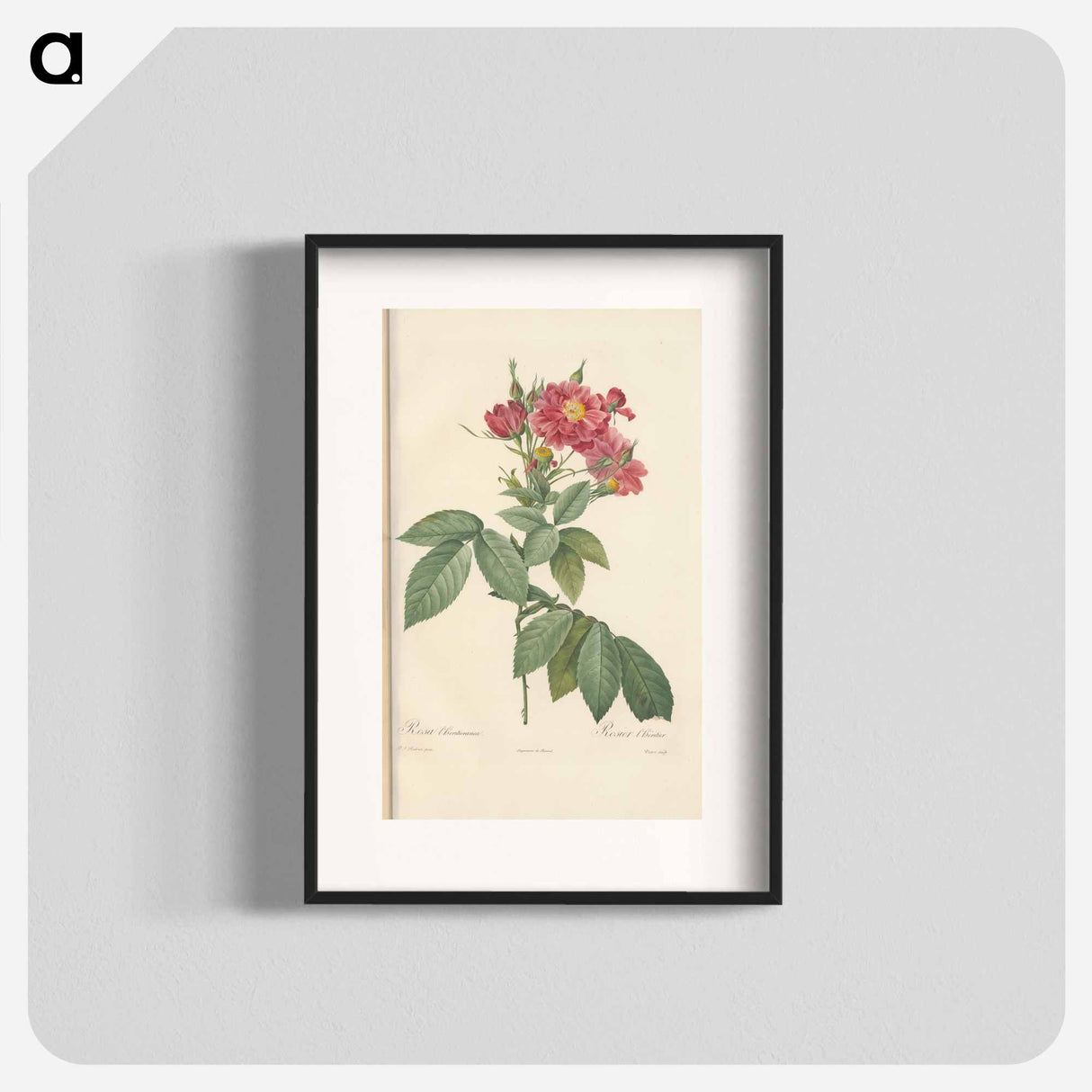 Rose illustration - Pierre Joseph Redouté Poster.