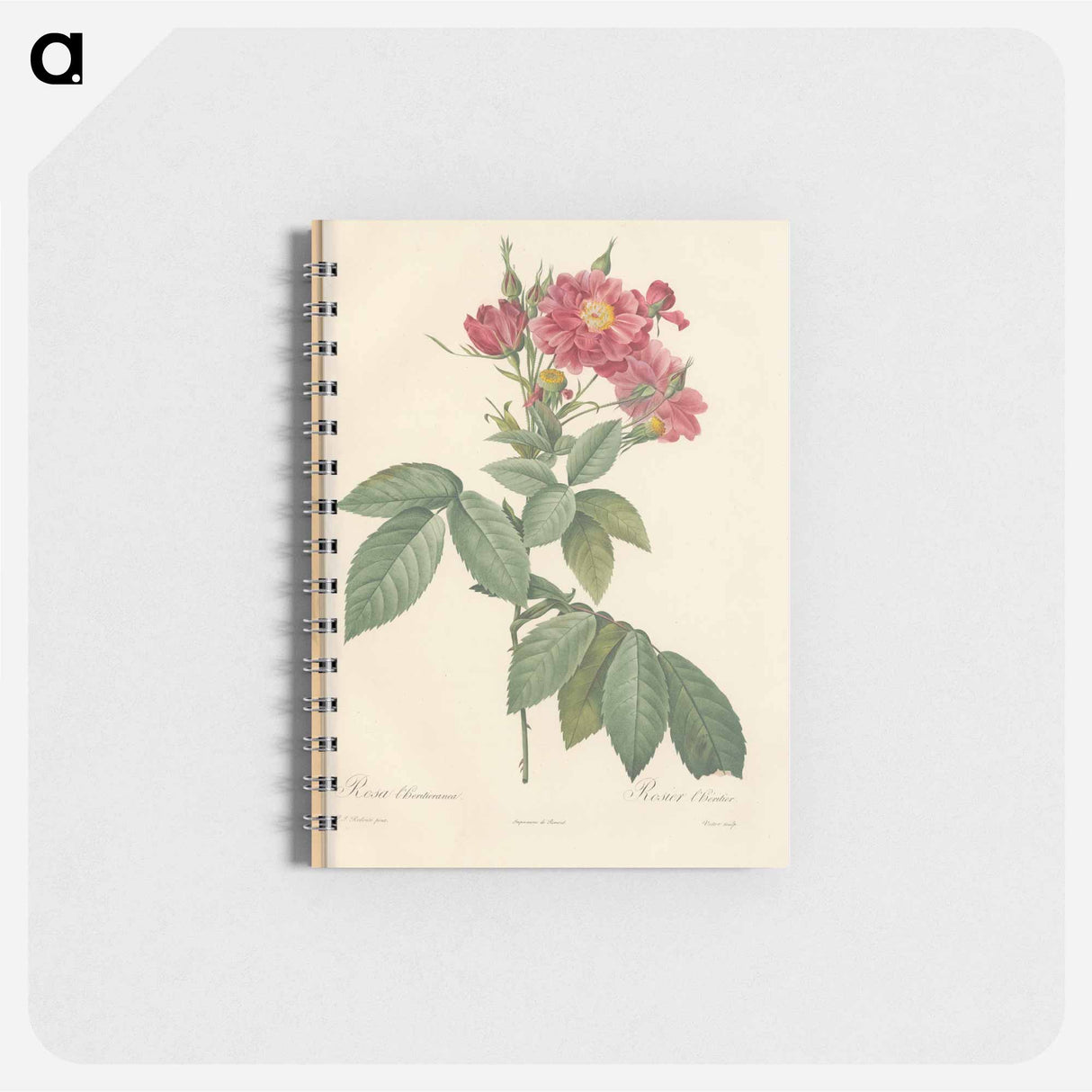 Rose illustration - ピエール ジョゼフ ルドゥーテ Memo.