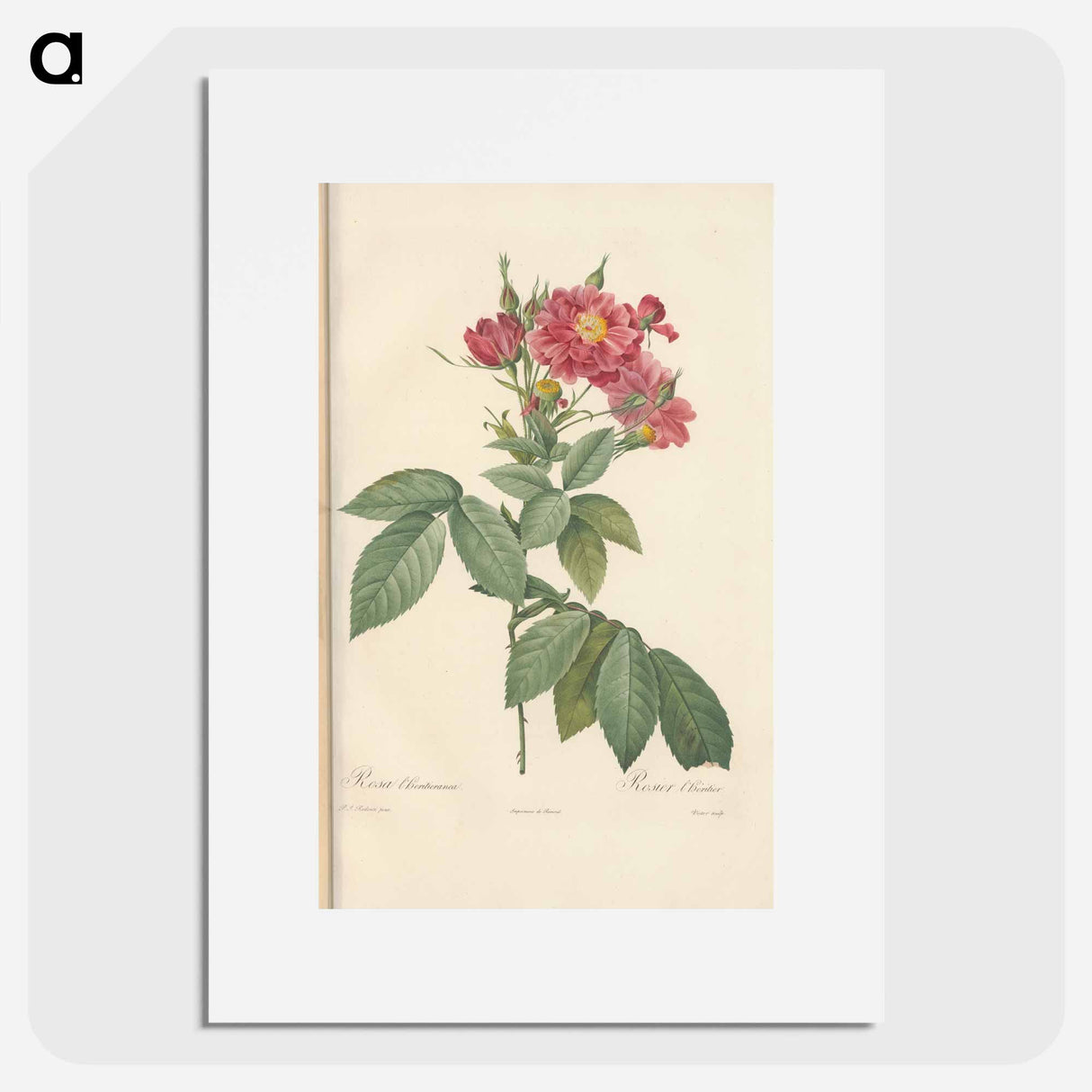 Rose illustration - Pierre Joseph Redouté Poster.