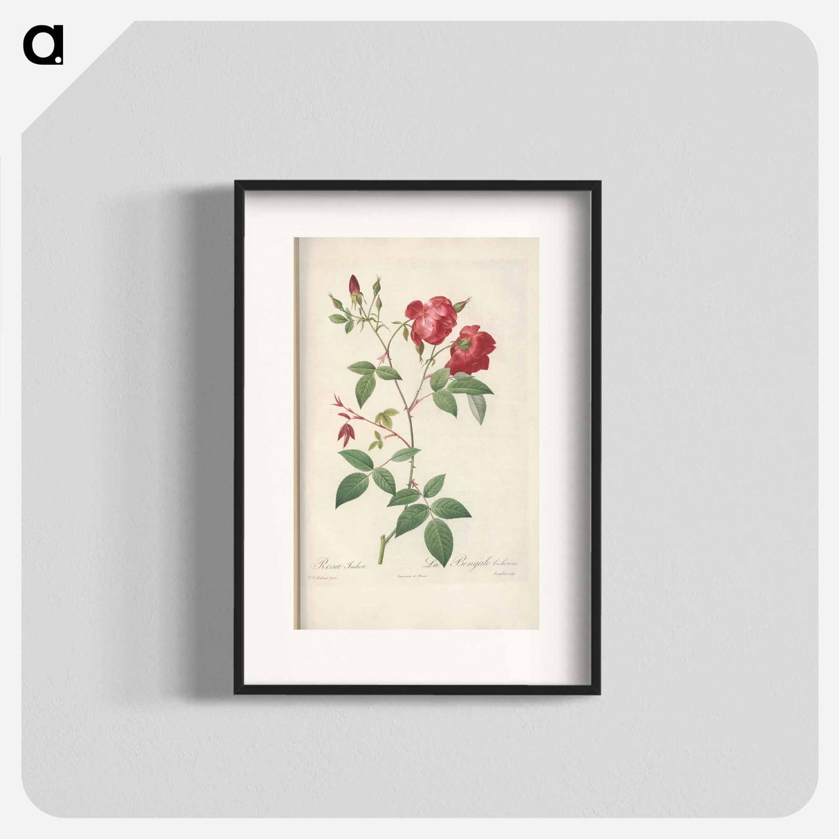 Rose illustration - Pierre Joseph Redouté Poster.