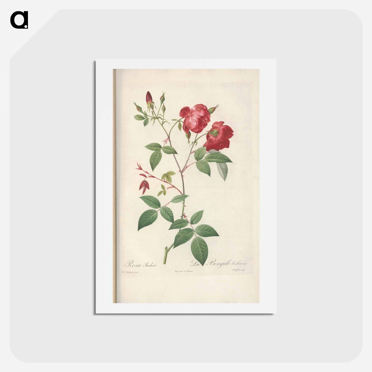 アートポストカード-Rose illustration - ピエール ジョゼフ ルドゥーテ Postcard.