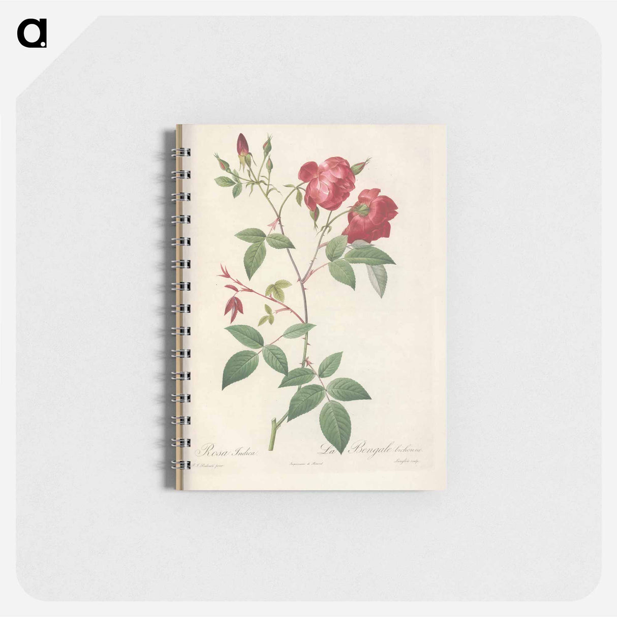 Rose illustration - ピエール ジョゼフ ルドゥーテ Memo.