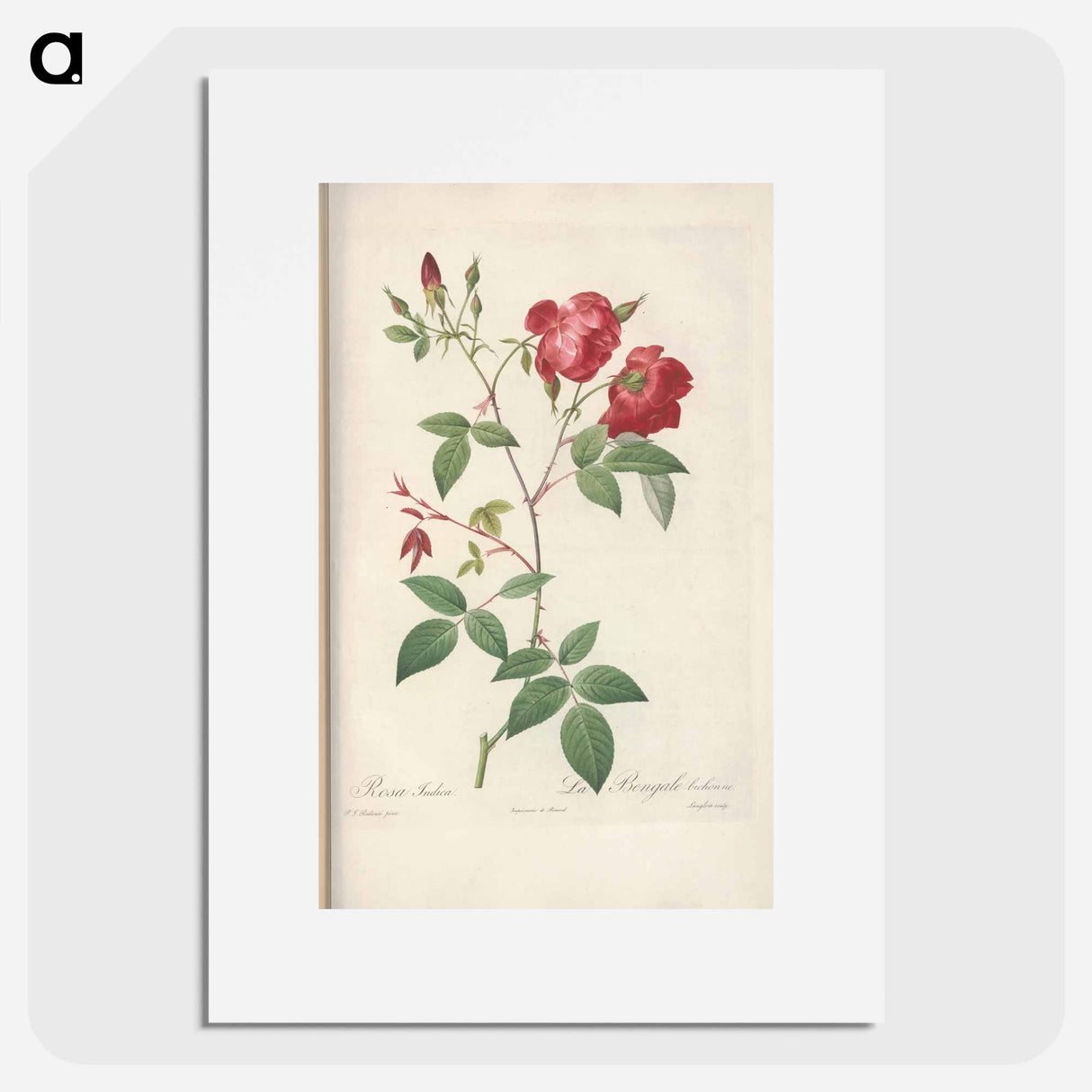 Rose illustration - Pierre Joseph Redouté Poster.
