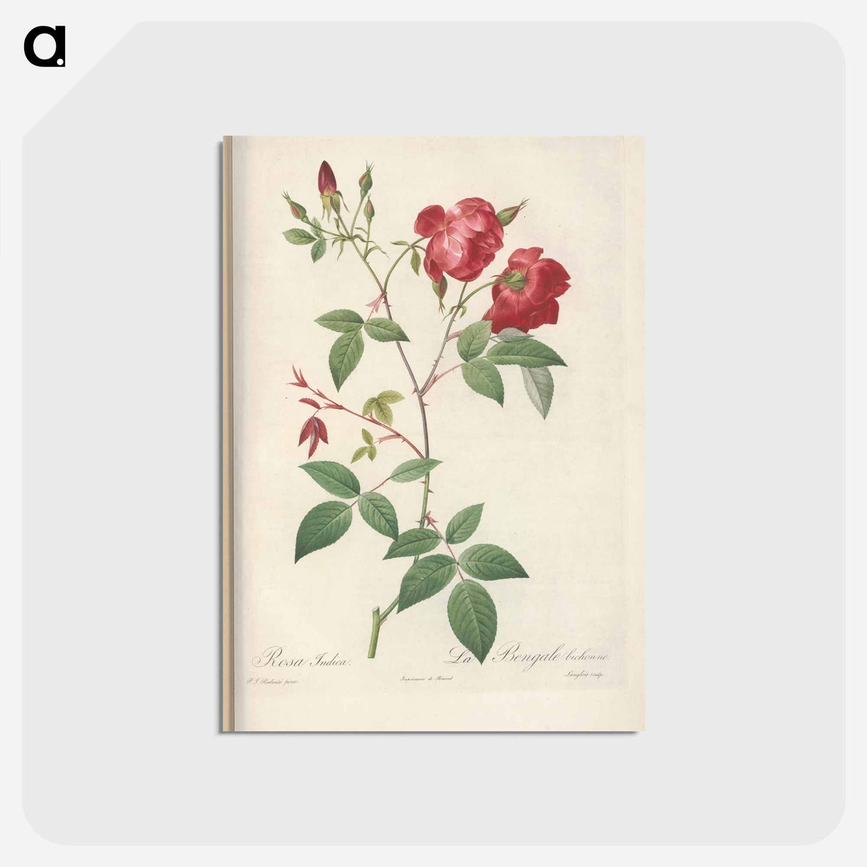 アートポストカード-Rose illustration - ピエール ジョゼフ ルドゥーテ Postcard.