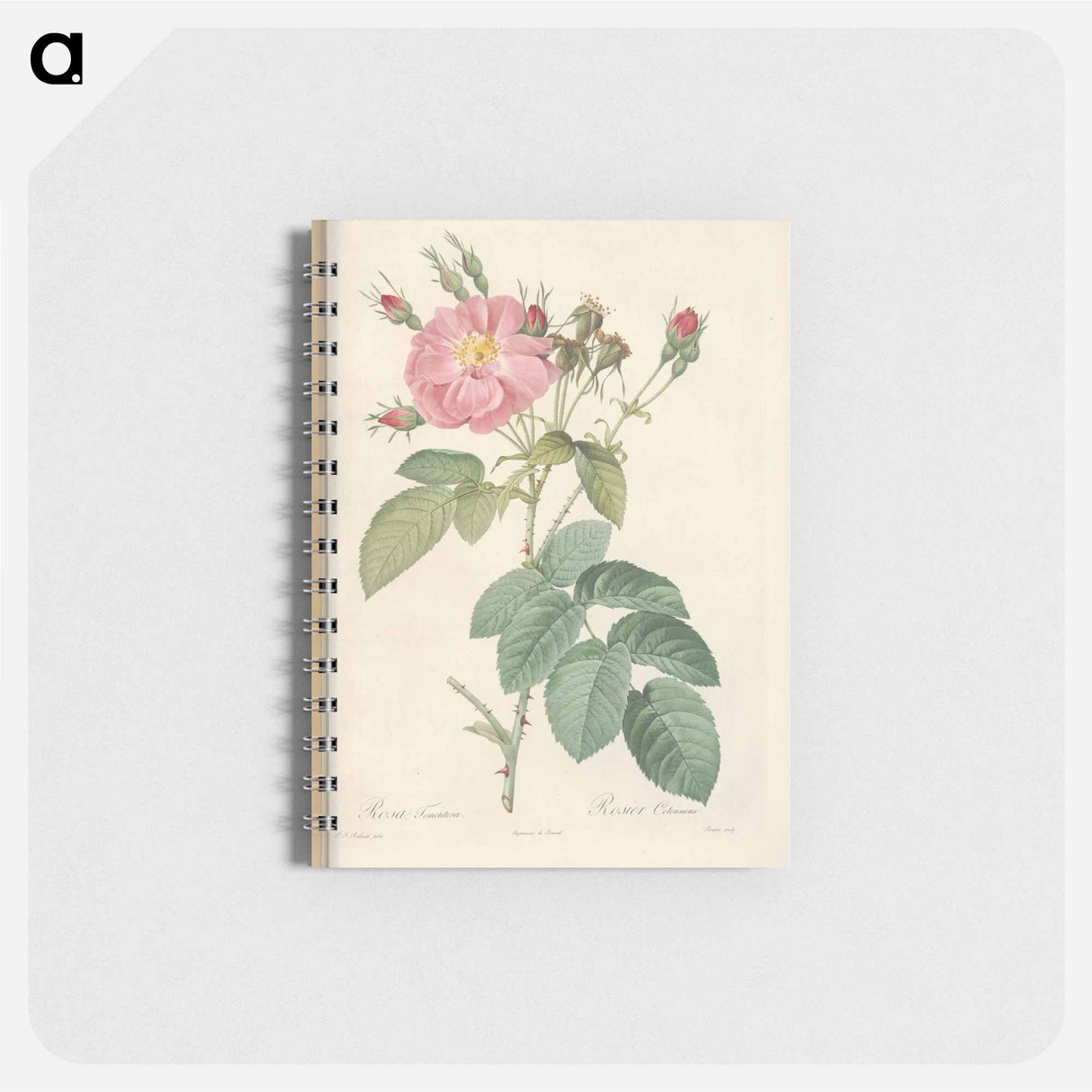 Rose illustration - ピエール ジョゼフ ルドゥーテ Memo.