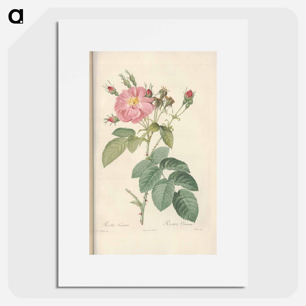 Rose illustration - Pierre Joseph Redouté Poster.