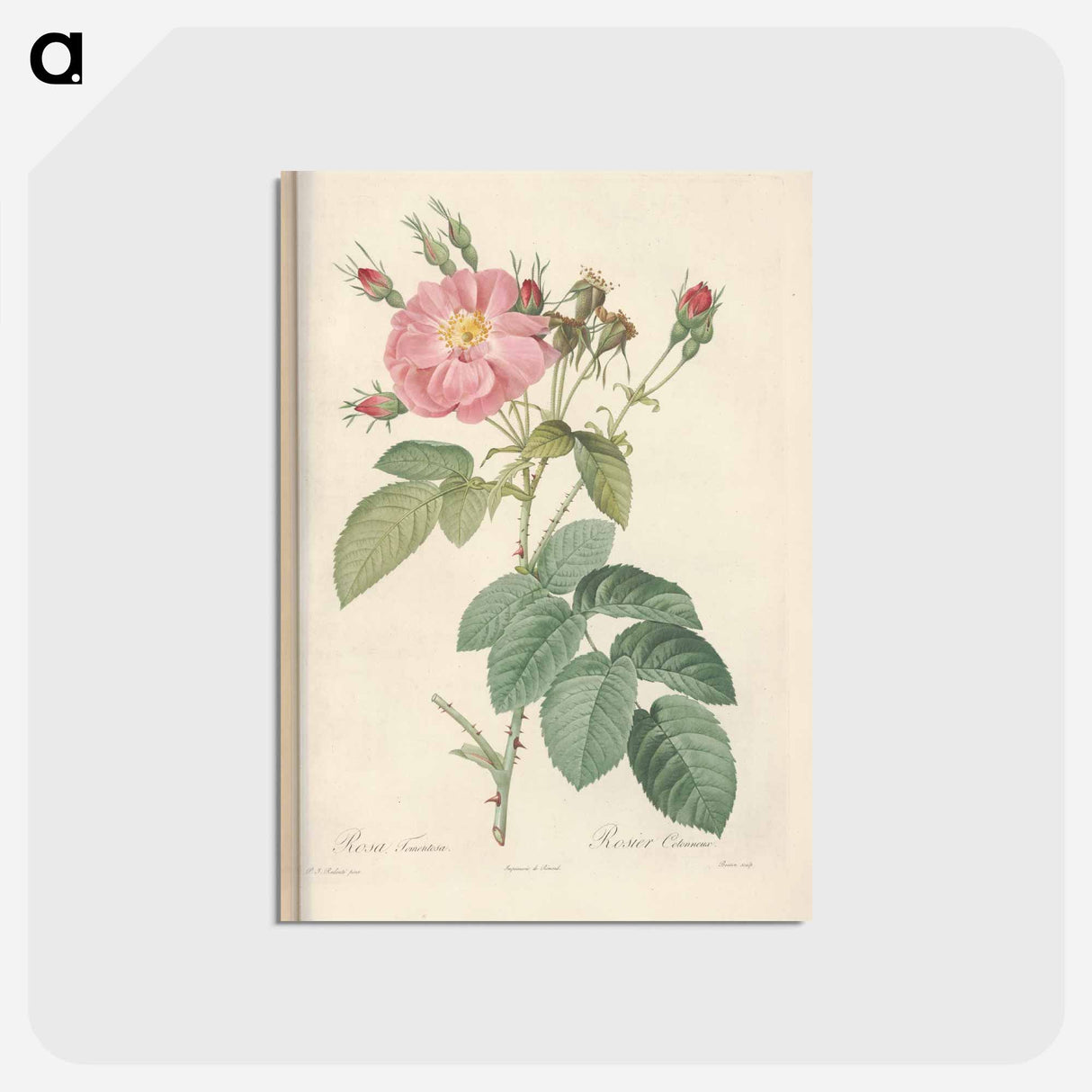 アートポストカード-Rose illustration - ピエール ジョゼフ ルドゥーテ Postcard.