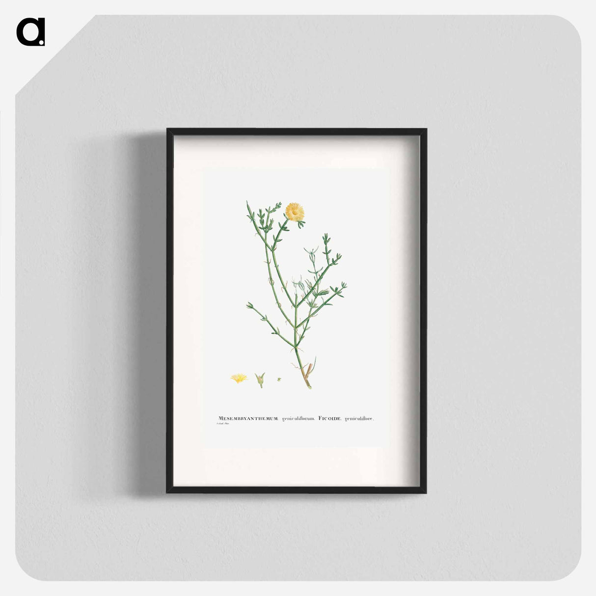Mesembryanthemum Geniculiflorum - Pierre Joseph Redouté Poster.