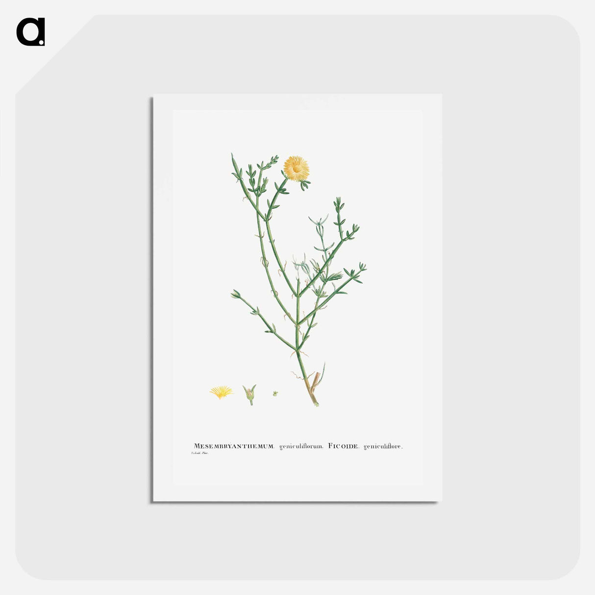 アートポストカード-Mesembryanthemum Geniculiflorum - ピエール ジョゼフ ルドゥーテ Postcard.