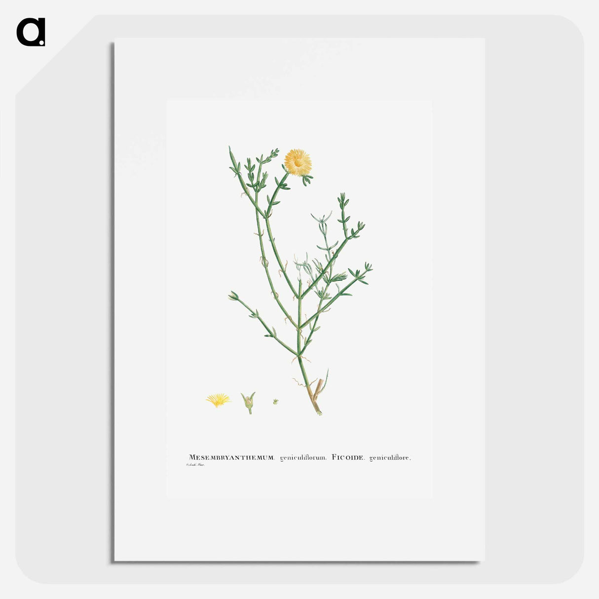 Mesembryanthemum Geniculiflorum - Pierre Joseph Redouté Poster.