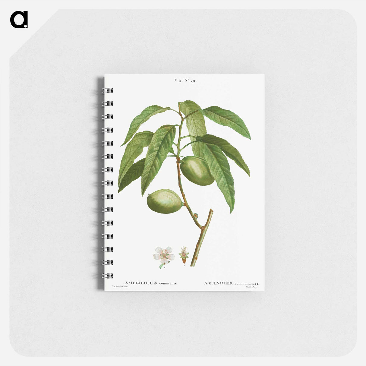 アートメモ帳-Almond, Amygdalus communis - ピエール ジョゼフ ルドゥーテ Memo.