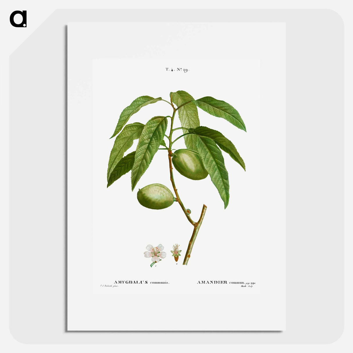 アートポスター-Almond, Amygdalus communis - ピエール ジョゼフ ルドゥーテ Poster.