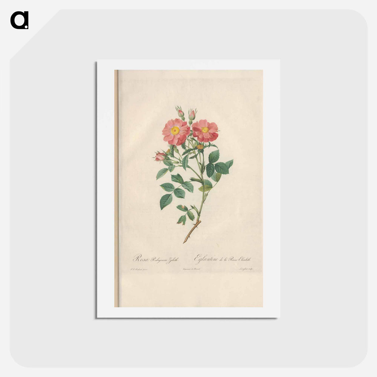 アートポストカード-Rose illustration - ピエール ジョゼフ ルドゥーテ Postcard.