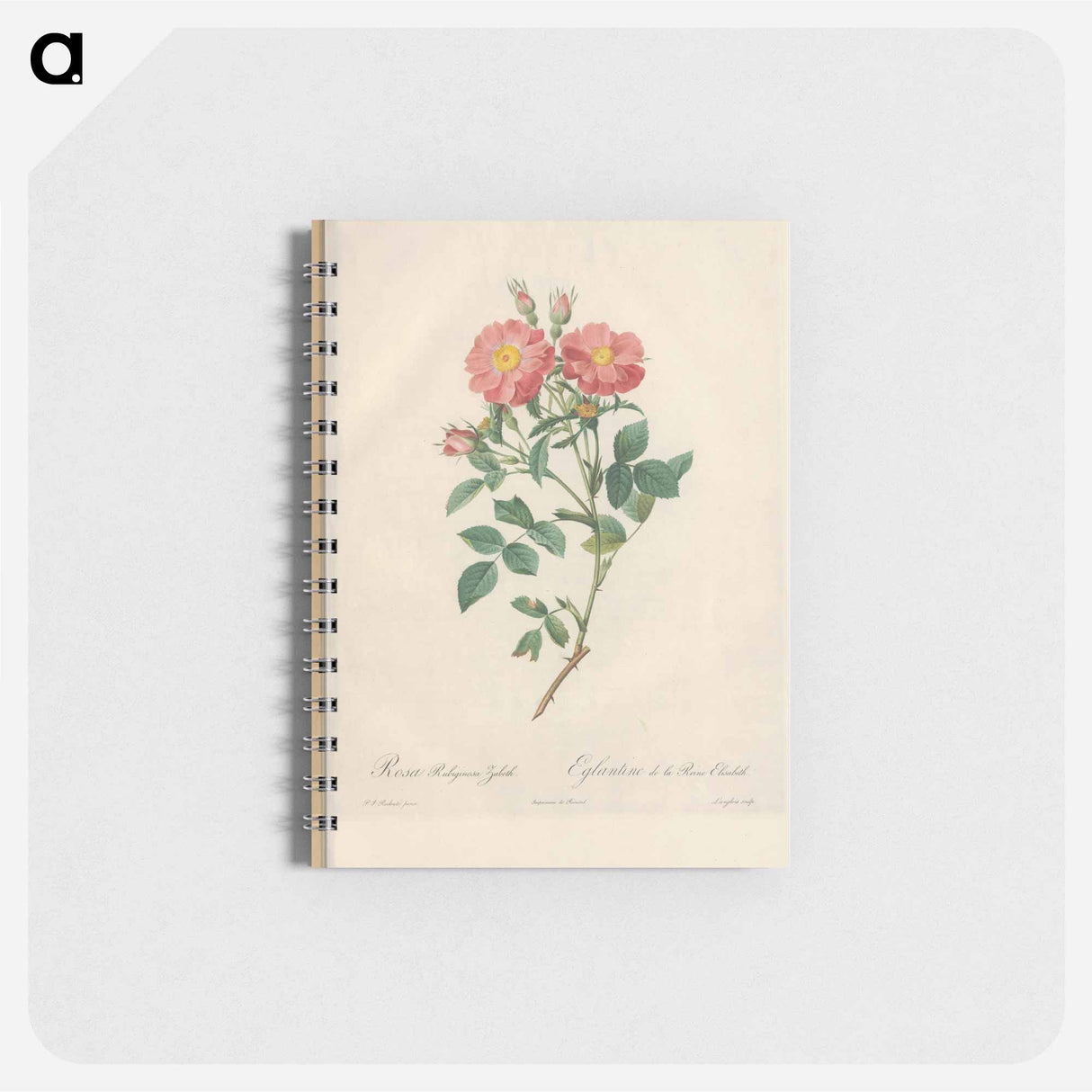 アートメモ帳-Rose illustration - ピエール ジョゼフ ルドゥーテ Memo.