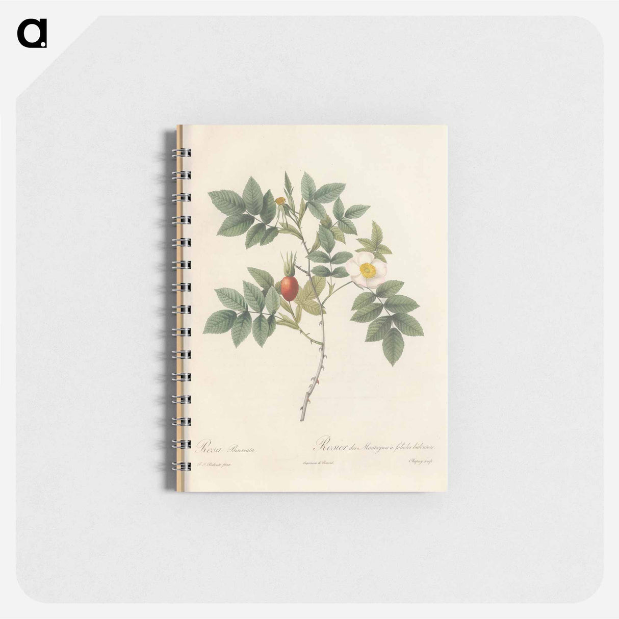 Rose illustration - ピエール ジョゼフ ルドゥーテ Memo.