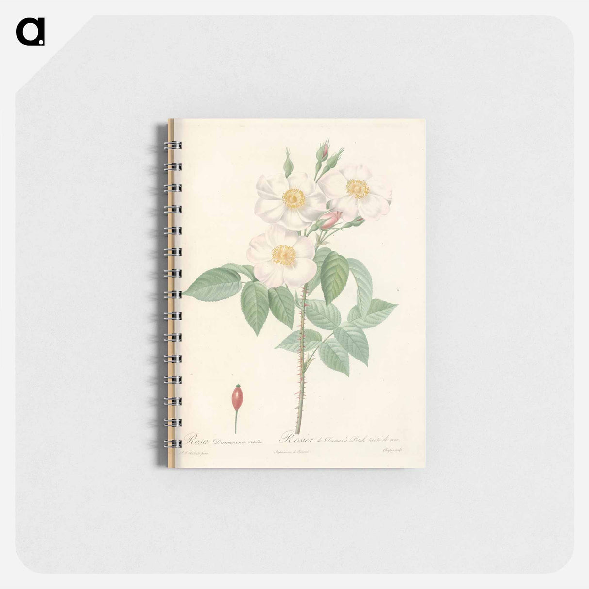 Rose illustration - ピエール ジョゼフ ルドゥーテ Memo.