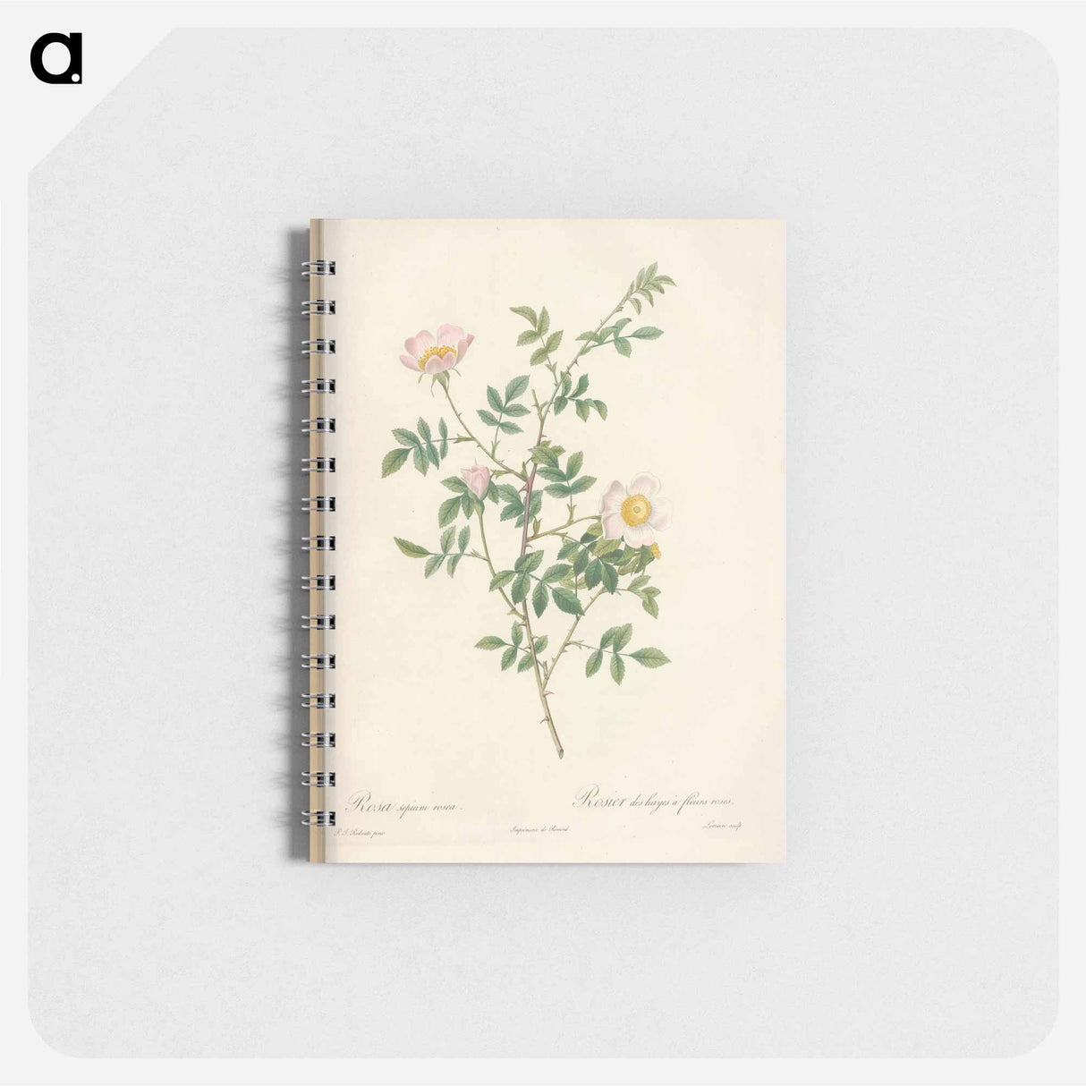 Rose illustration - ピエール ジョゼフ ルドゥーテ Memo.