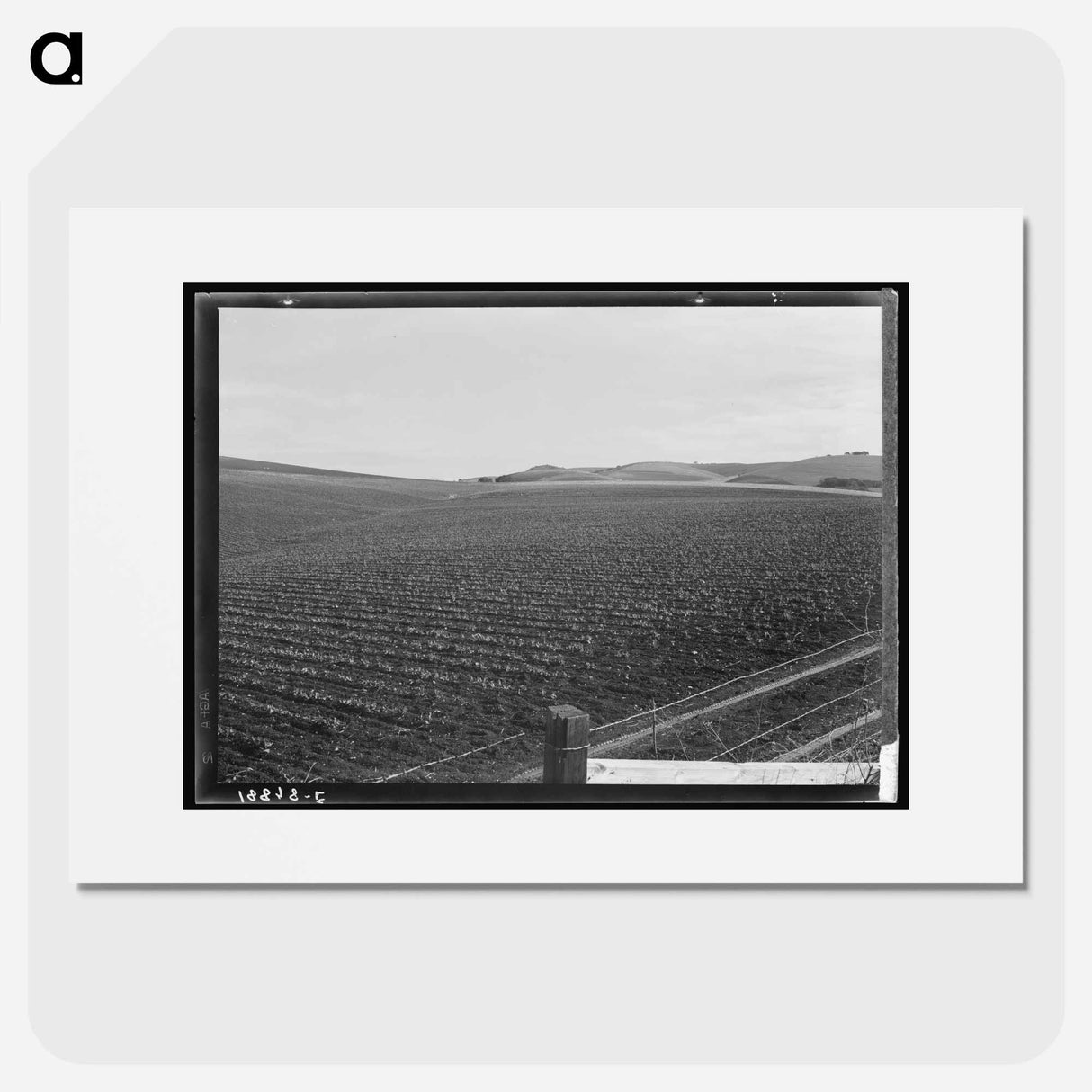 Untitled photo - Dorothea Lange Poster.