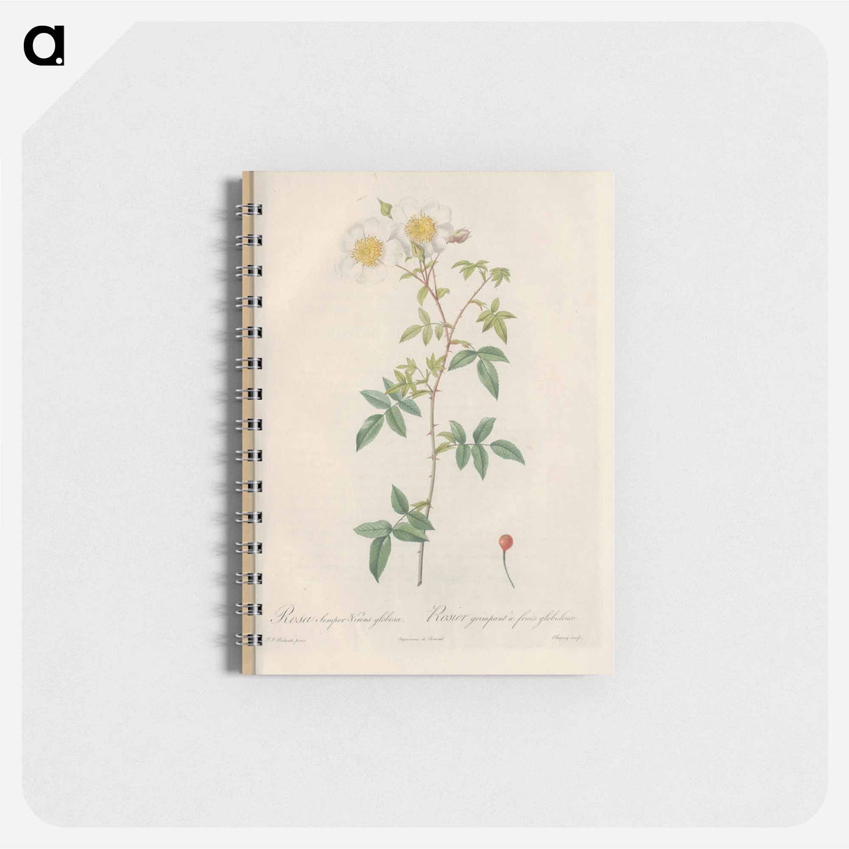 Rose illustration - ピエール ジョゼフ ルドゥーテ Memo.