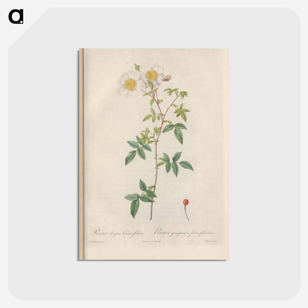 アートポストカード-Rose illustration - ピエール ジョゼフ ルドゥーテ Postcard.