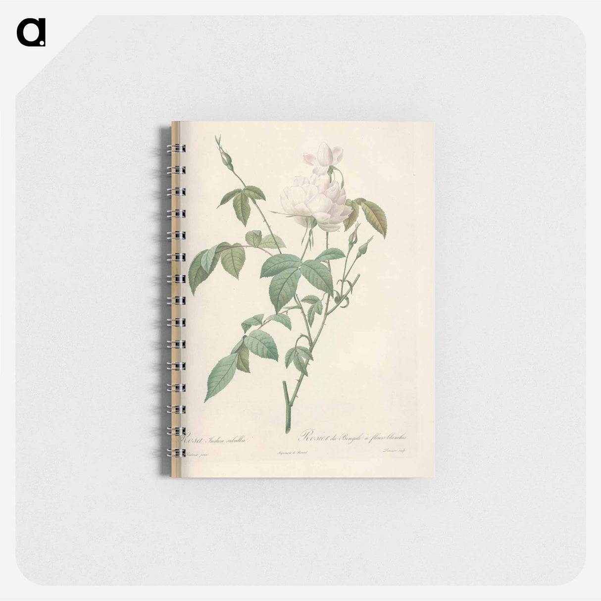 Rose illustration - ピエール ジョゼフ ルドゥーテ Memo.