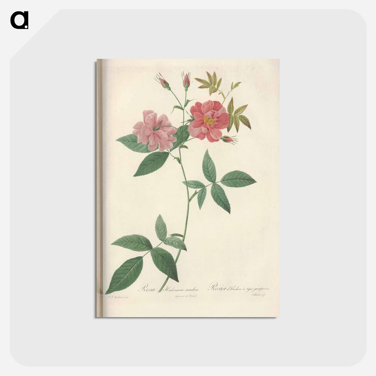 アートポストカード-Rose illustration - ピエール ジョゼフ ルドゥーテ Postcard.