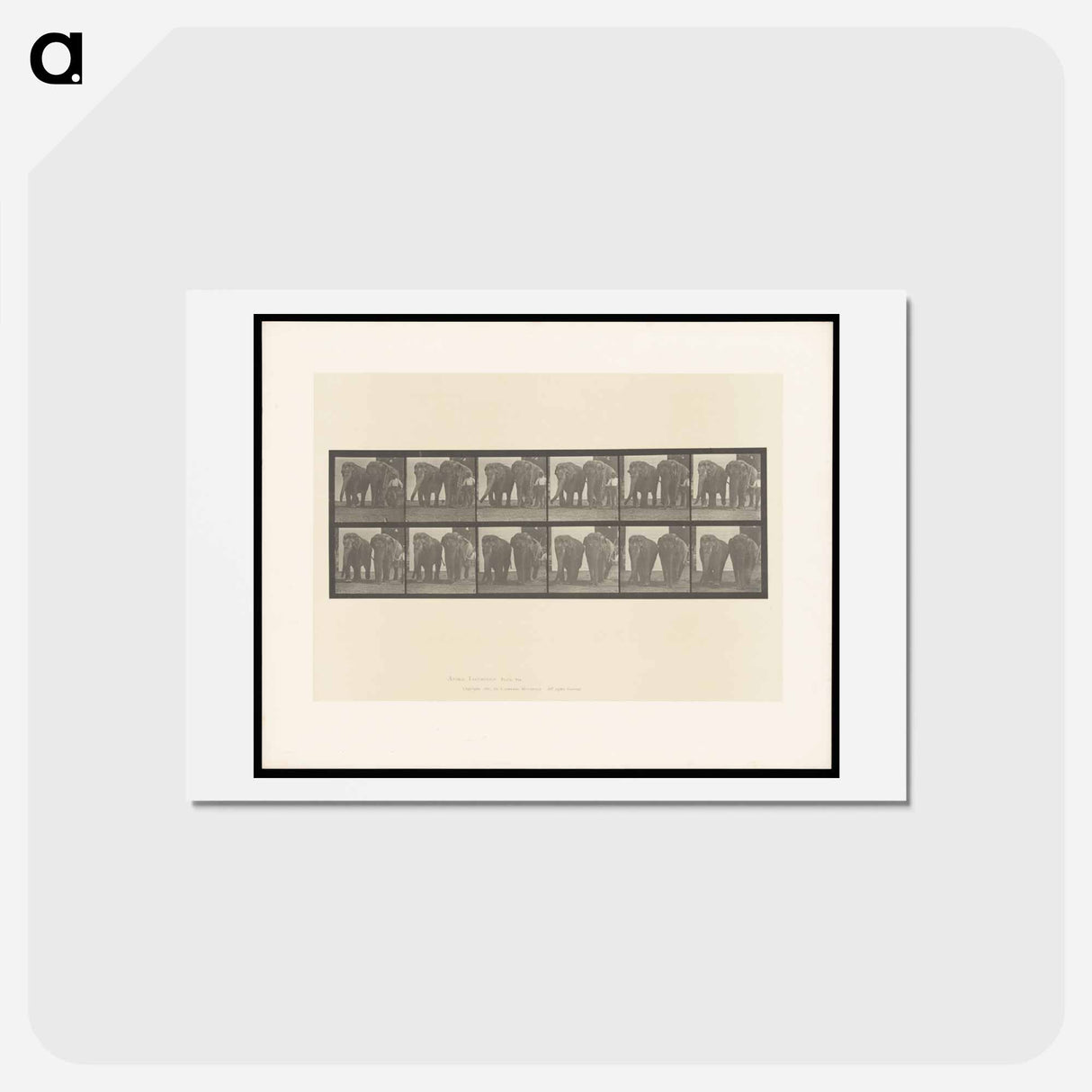 アートポストカード-Elephants and Zookeeper
- エドワード マイブリッジ Postcard.