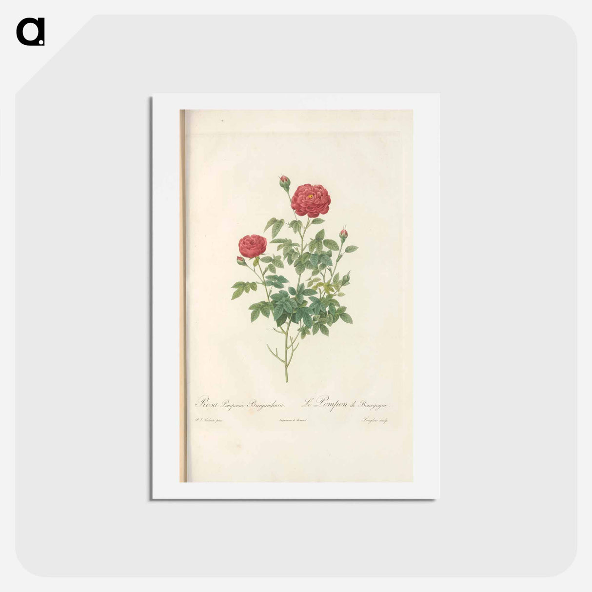 アートポストカード-Rose illustration - ピエール ジョゼフ ルドゥーテ Postcard.