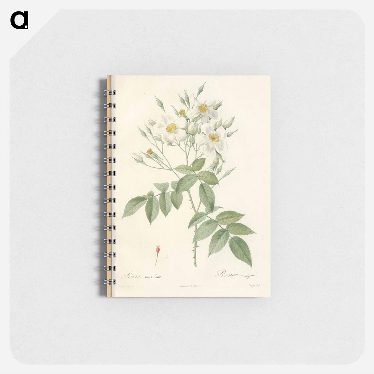 Rose illustration - ピエール ジョゼフ ルドゥーテ Memo.