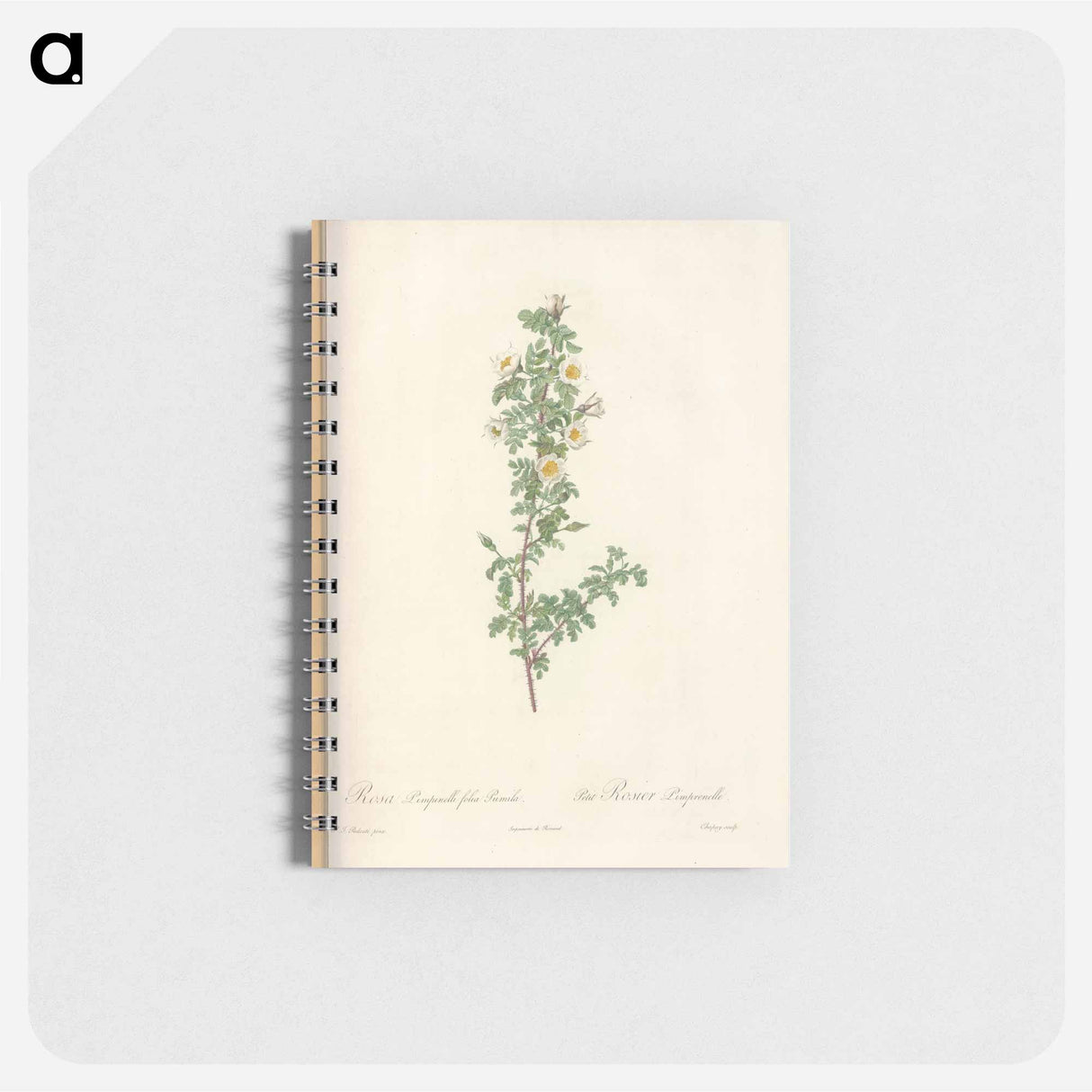 Rose illustration - ピエール ジョゼフ ルドゥーテ Memo.