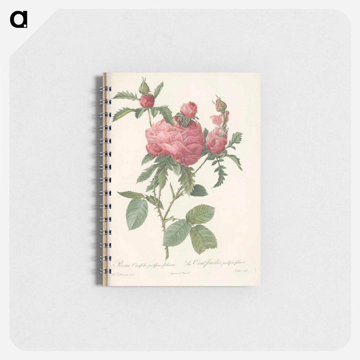 アートメモ帳-Rose illustration - ピエール ジョゼフ ルドゥーテ Memo.