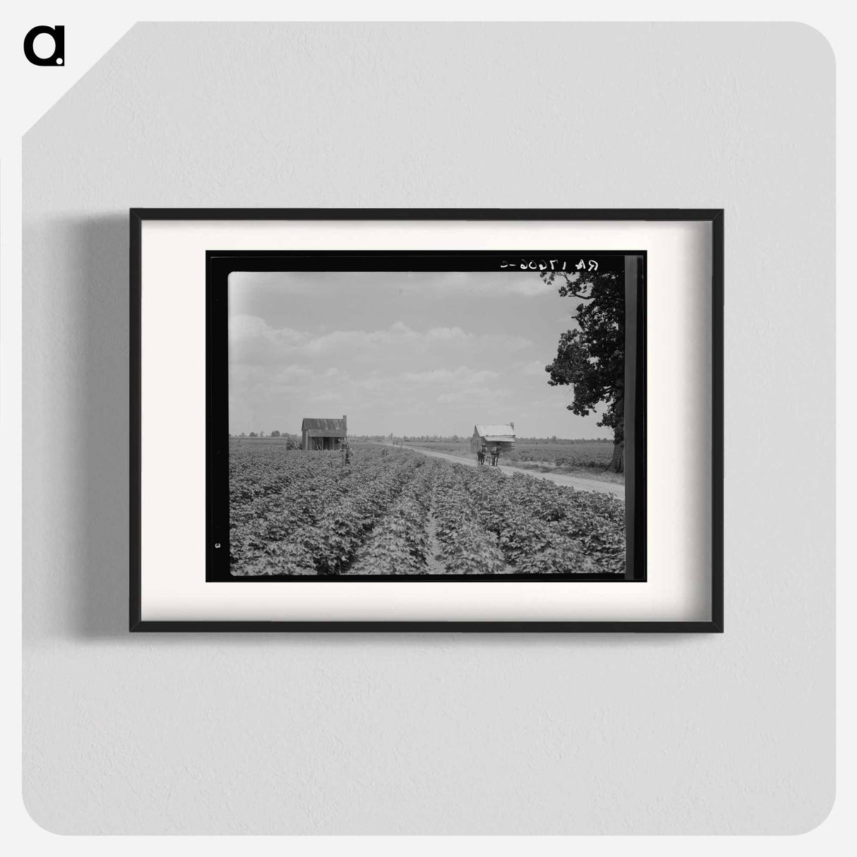 アートポスター-A cotton patch in the Delta area in Mississippi - ドロテア ラング Poster.