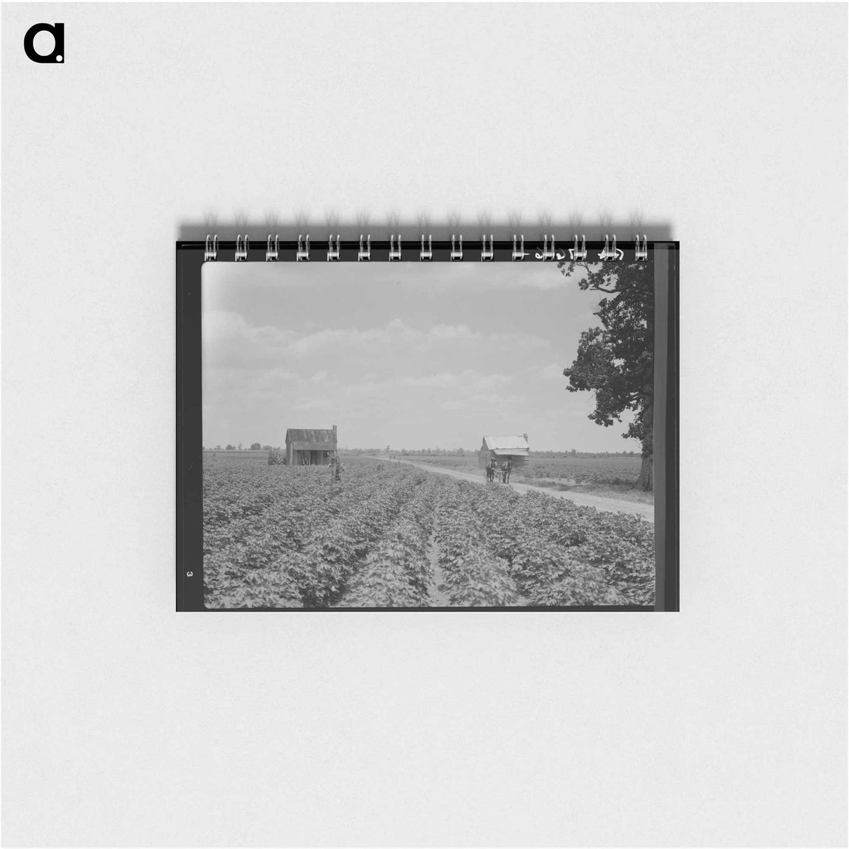 アートメモ帳-A cotton patch in the Delta area in Mississippi - ドロテア ラング Memo.