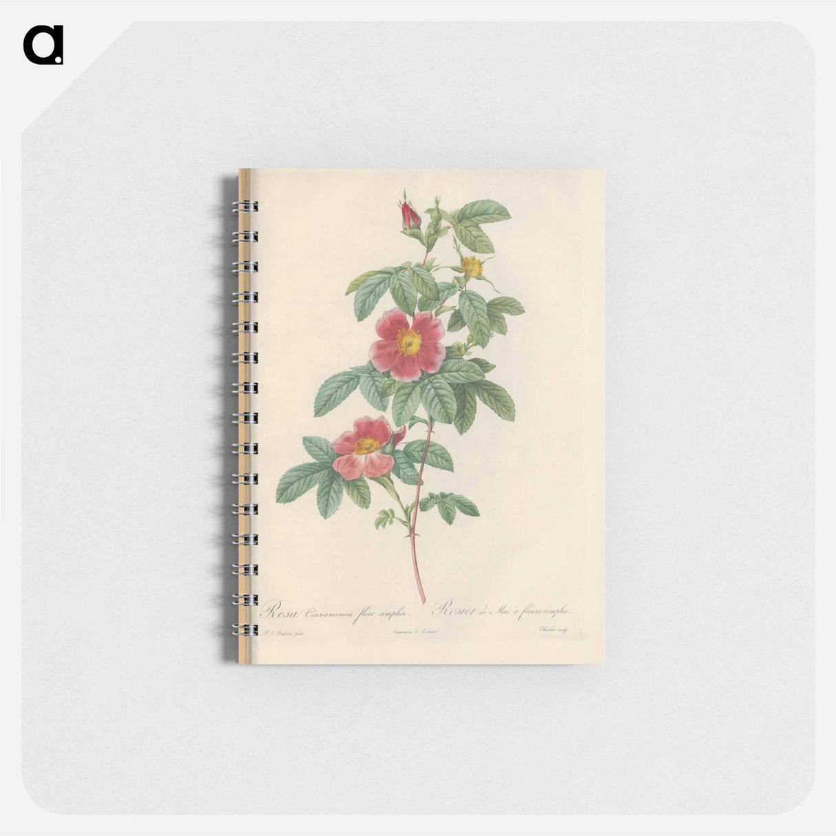 Rose illustration - ピエール ジョゼフ ルドゥーテ Memo.