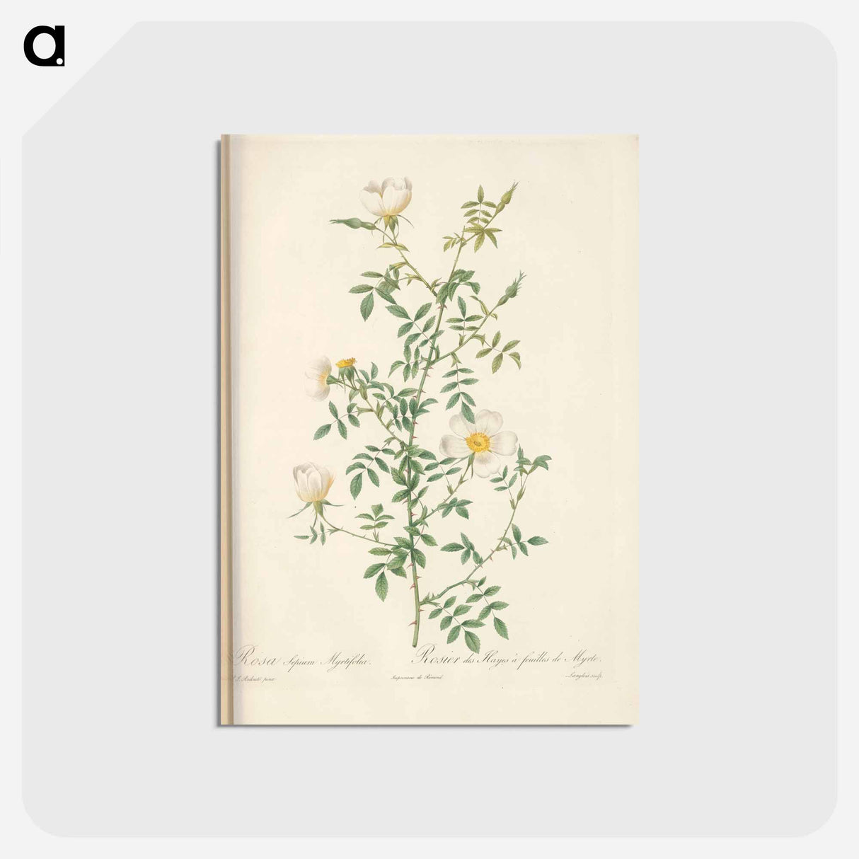 アートポストカード-Rose illustration - ピエール ジョゼフ ルドゥーテ Postcard.