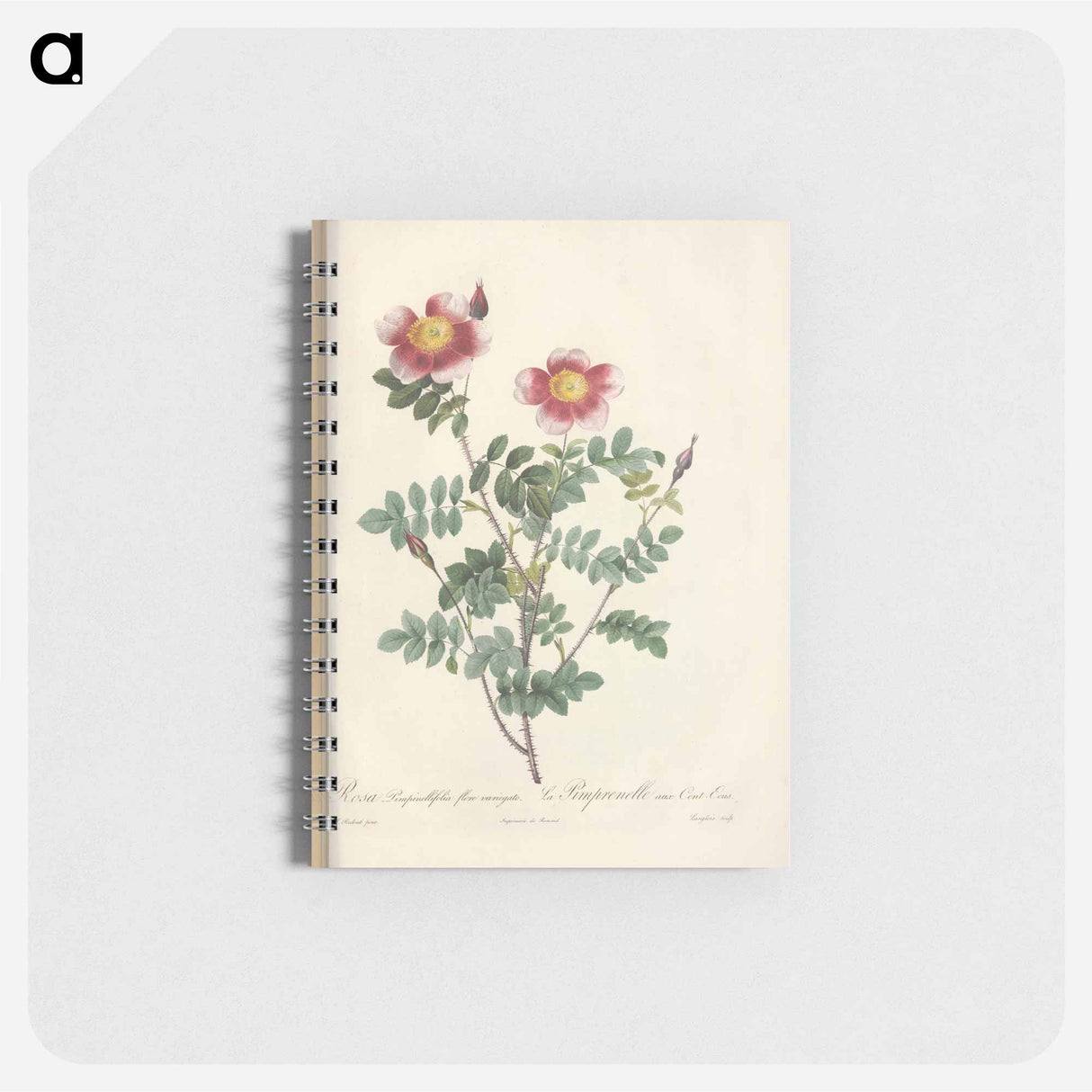 Rose illustration - ピエール ジョゼフ ルドゥーテ Memo.