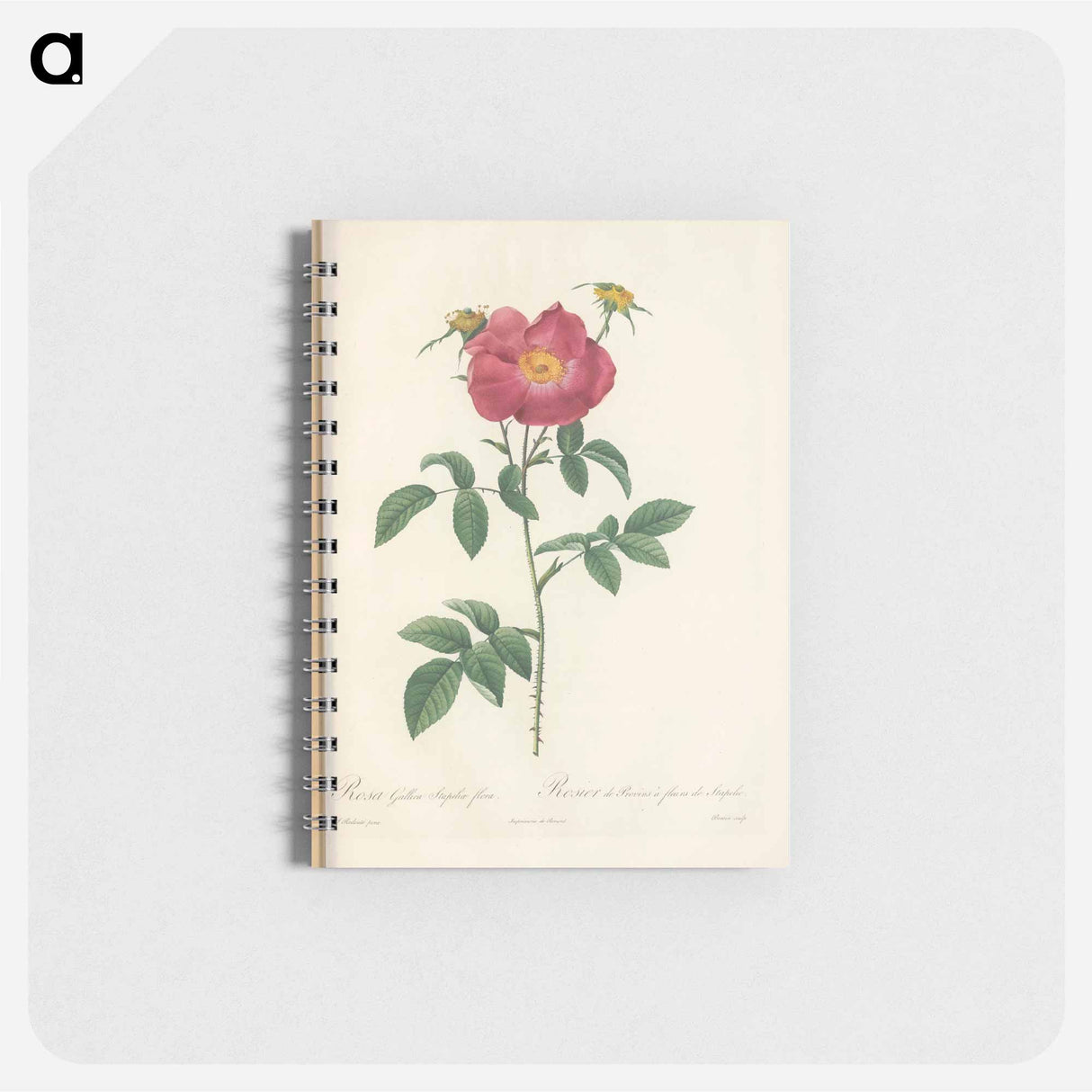アートメモ帳-Rose illustration - ピエール ジョゼフ ルドゥーテ Memo.