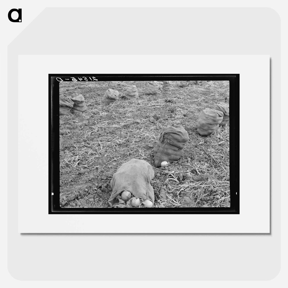 Onions - Dorothea Lange Poster.