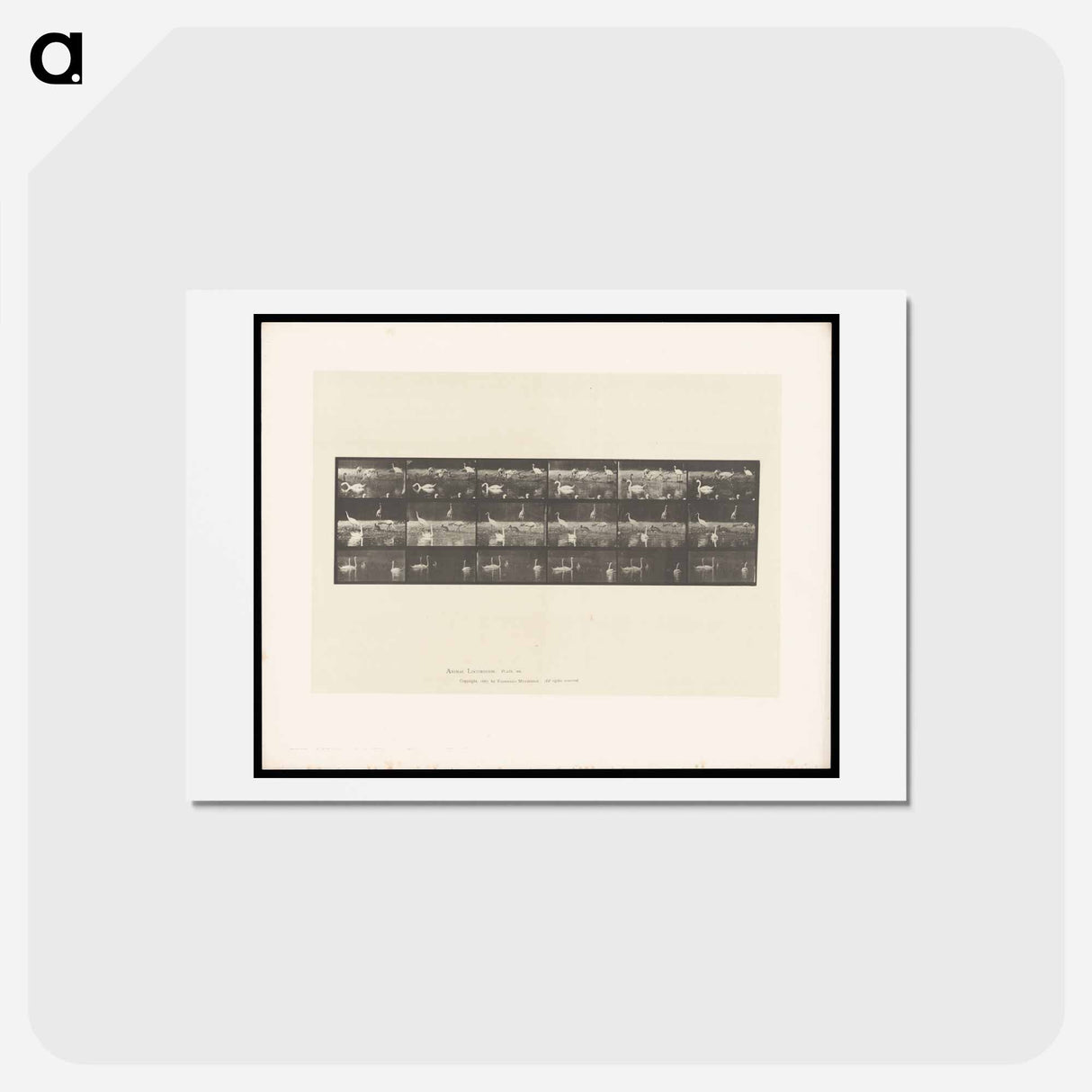 アートポストカード-Swans and Storks
- エドワード マイブリッジ Postcard.