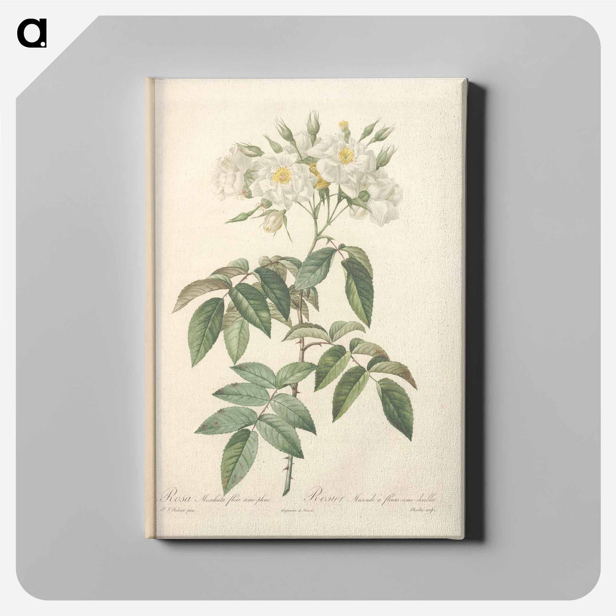 アートパネル-Rose illustration - ピエール ジョゼフ ルドゥーテ Canvas.