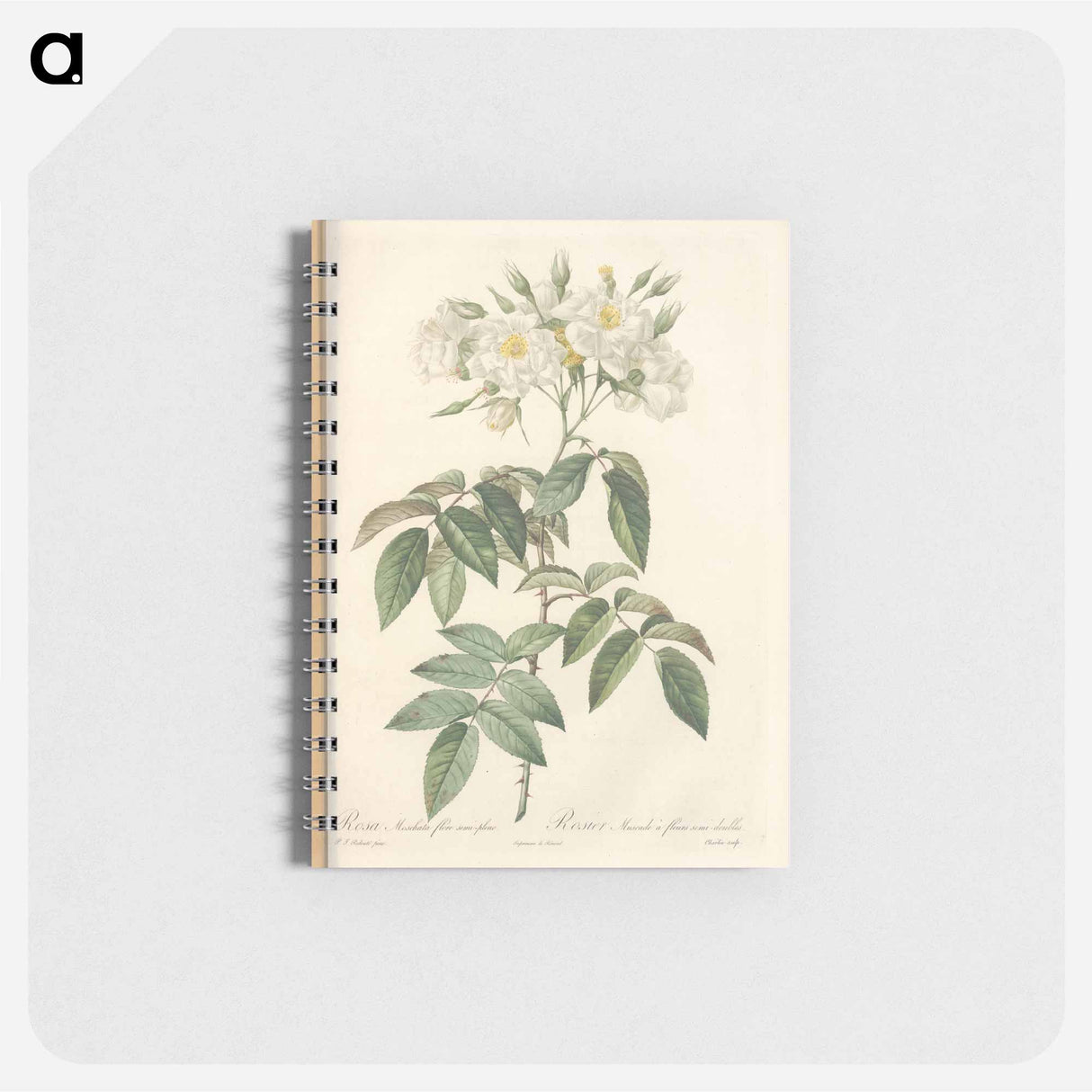 Rose illustration - ピエール ジョゼフ ルドゥーテ Memo.