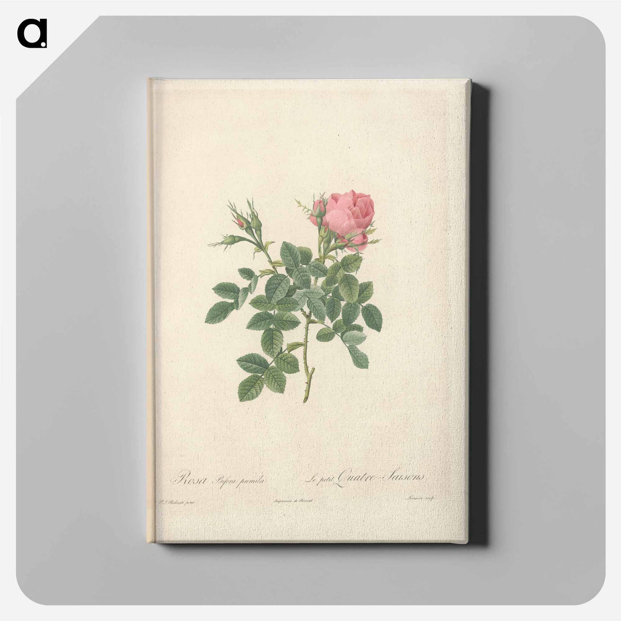 アートパネル-Rose illustration - ピエール ジョゼフ ルドゥーテ Canvas.
