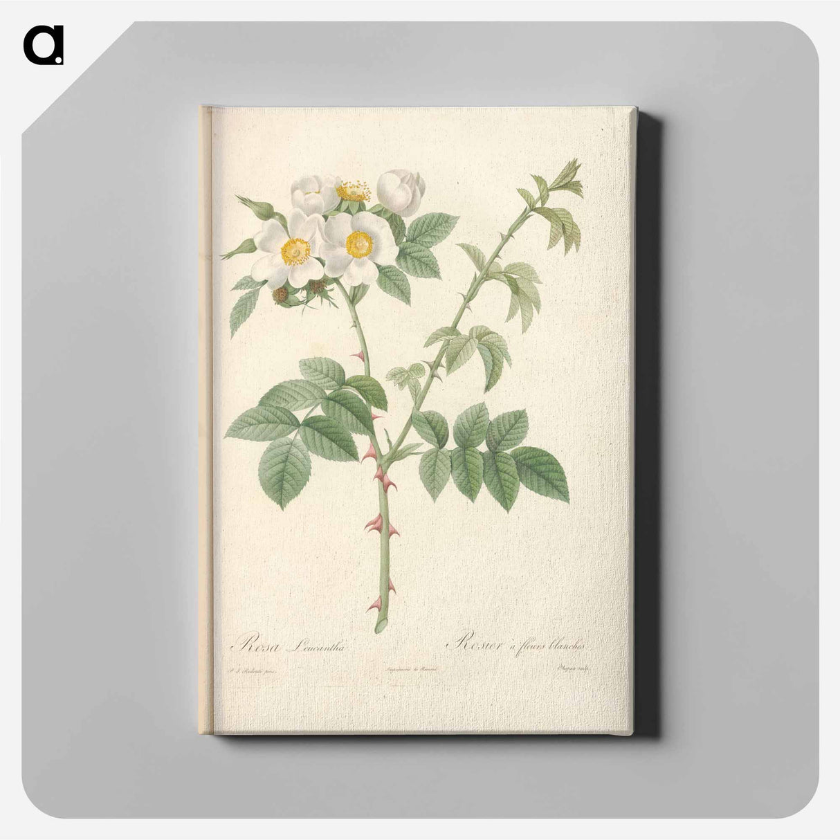アートパネル-Rose illustration - ピエール ジョゼフ ルドゥーテ Canvas.