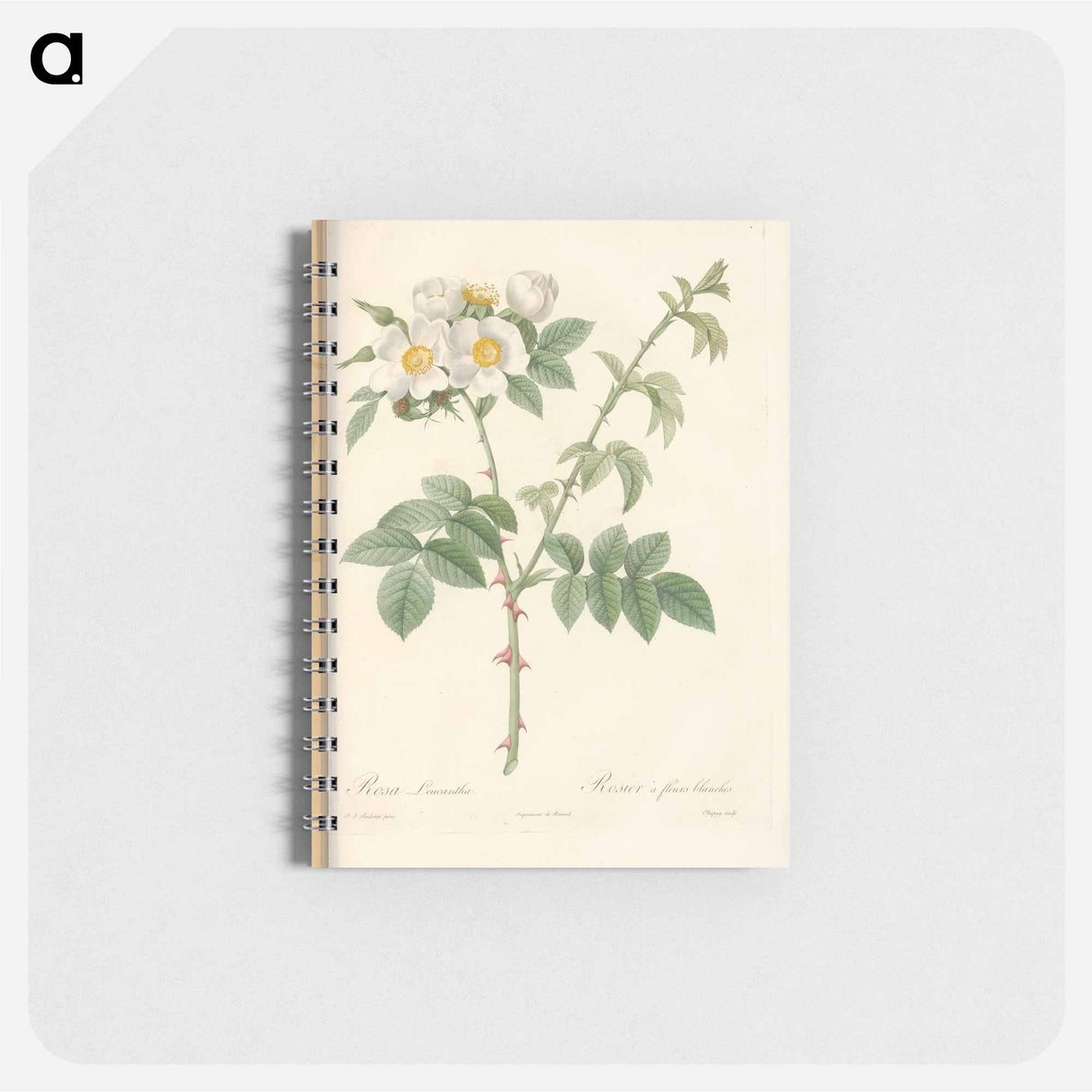 Rose illustration - ピエール ジョゼフ ルドゥーテ Memo.