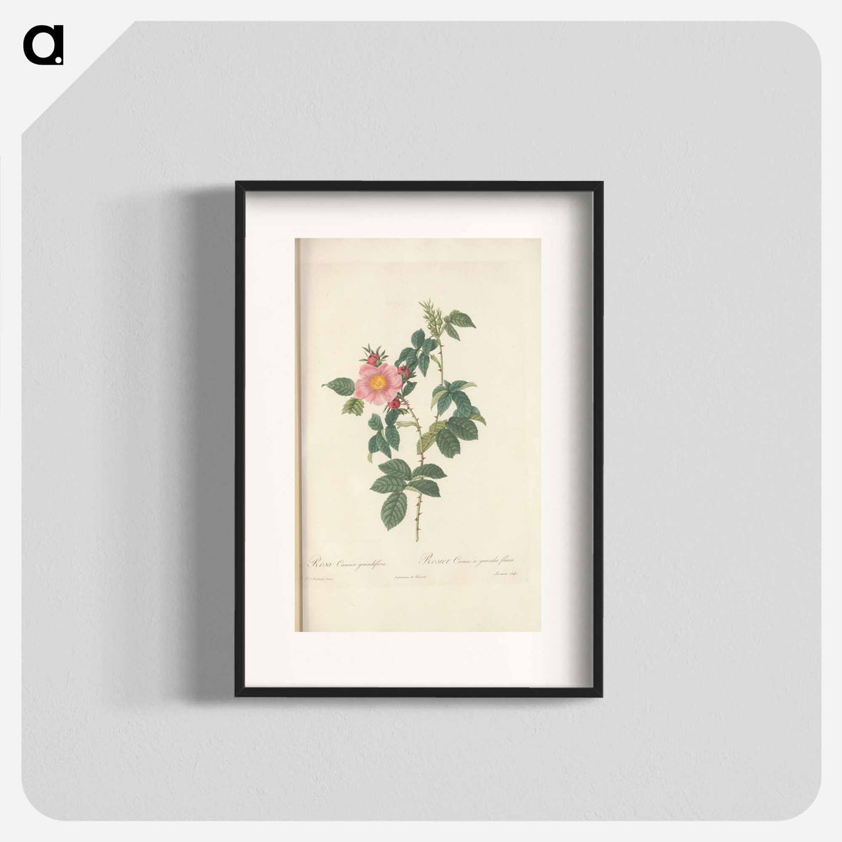 Rose illustration - Pierre Joseph Redouté Poster.