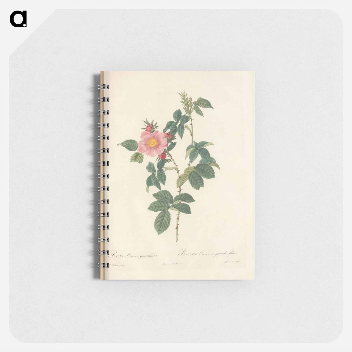 Rose illustration - ピエール ジョゼフ ルドゥーテ Memo.