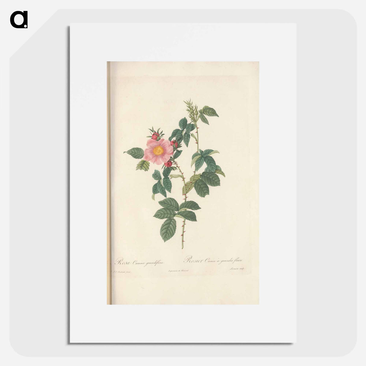 Rose illustration - Pierre Joseph Redouté Poster.