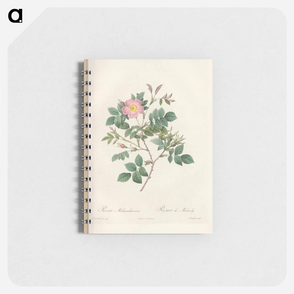 Rose illustration - ピエール ジョゼフ ルドゥーテ Memo.