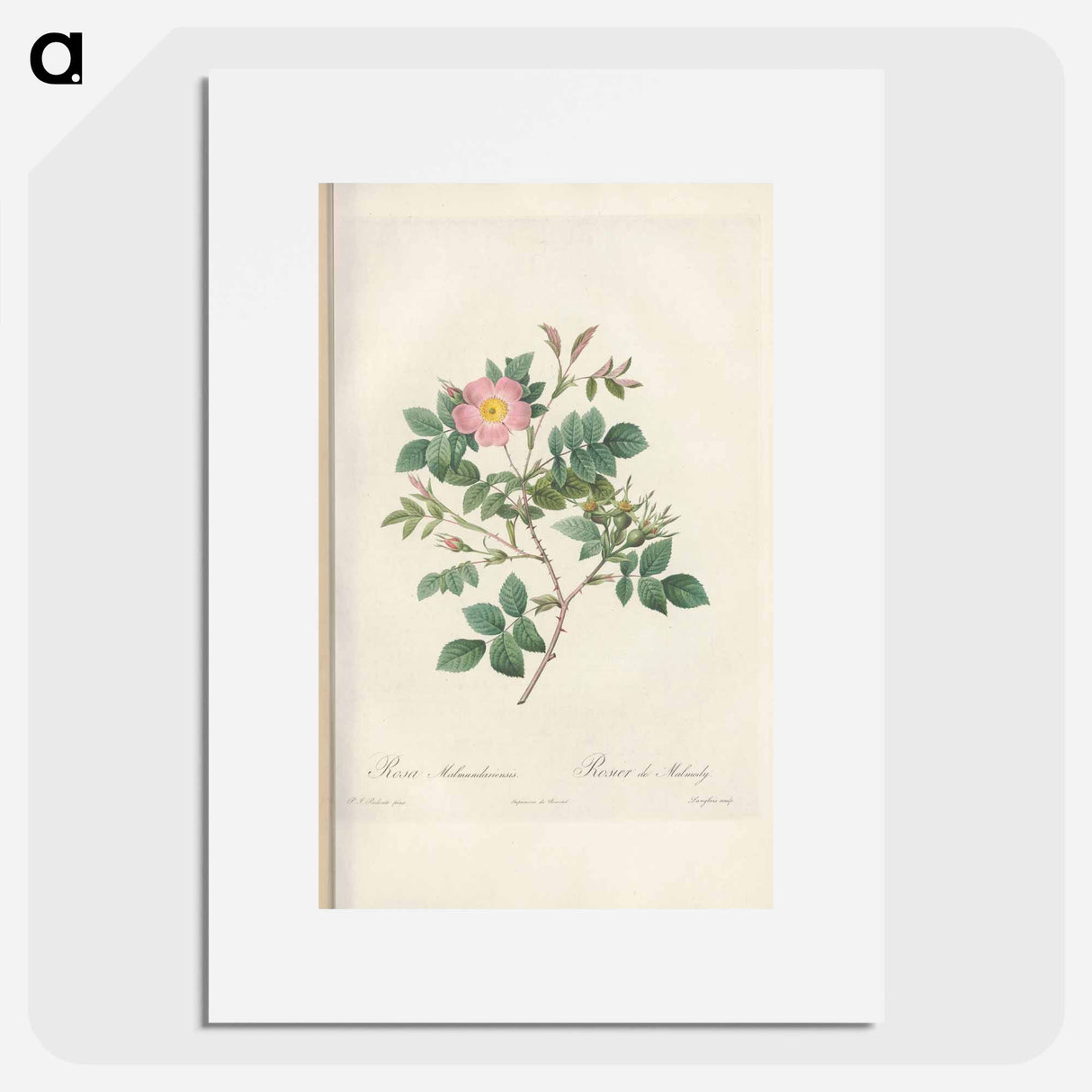 Rose illustration - Pierre Joseph Redouté Poster.